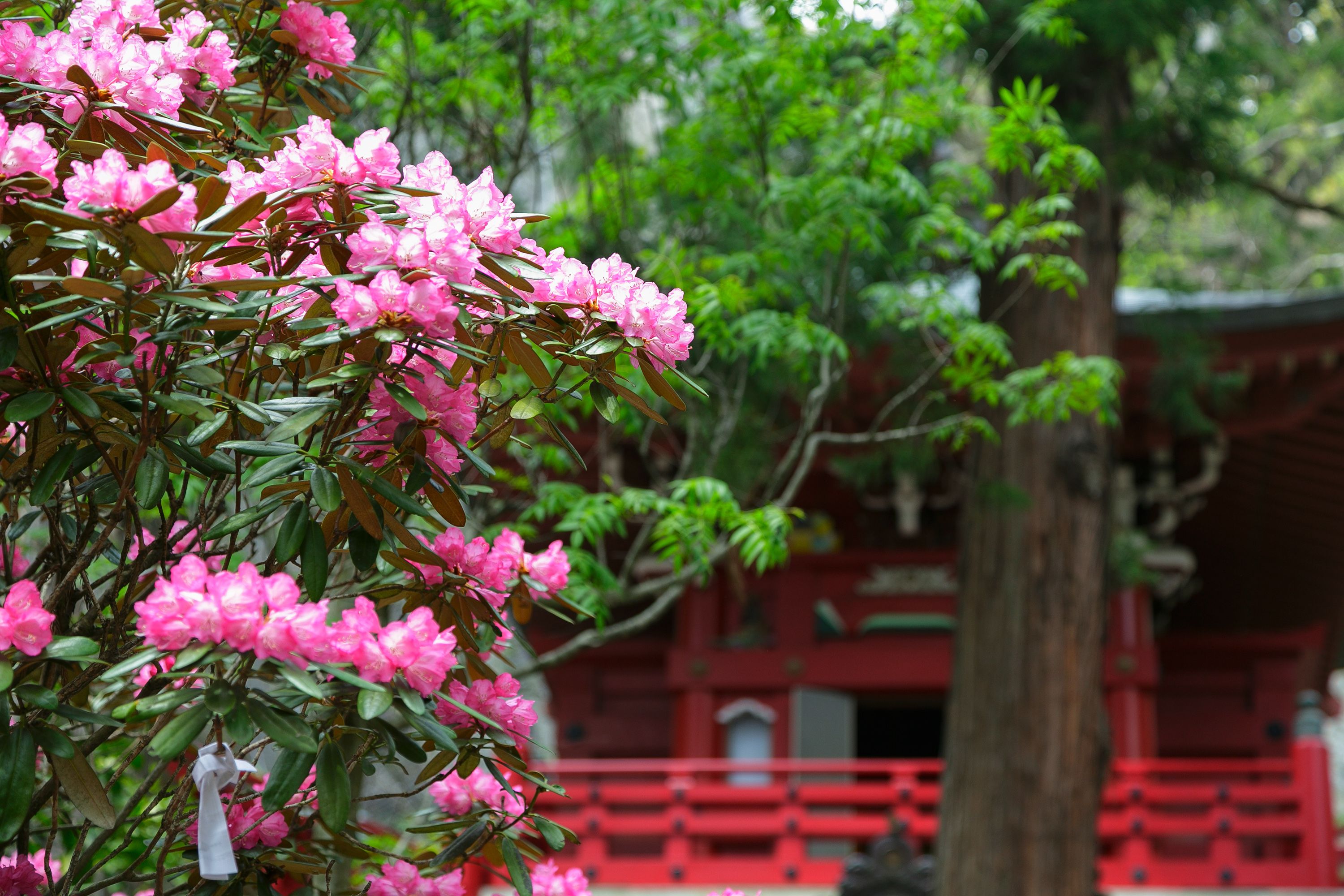 背景